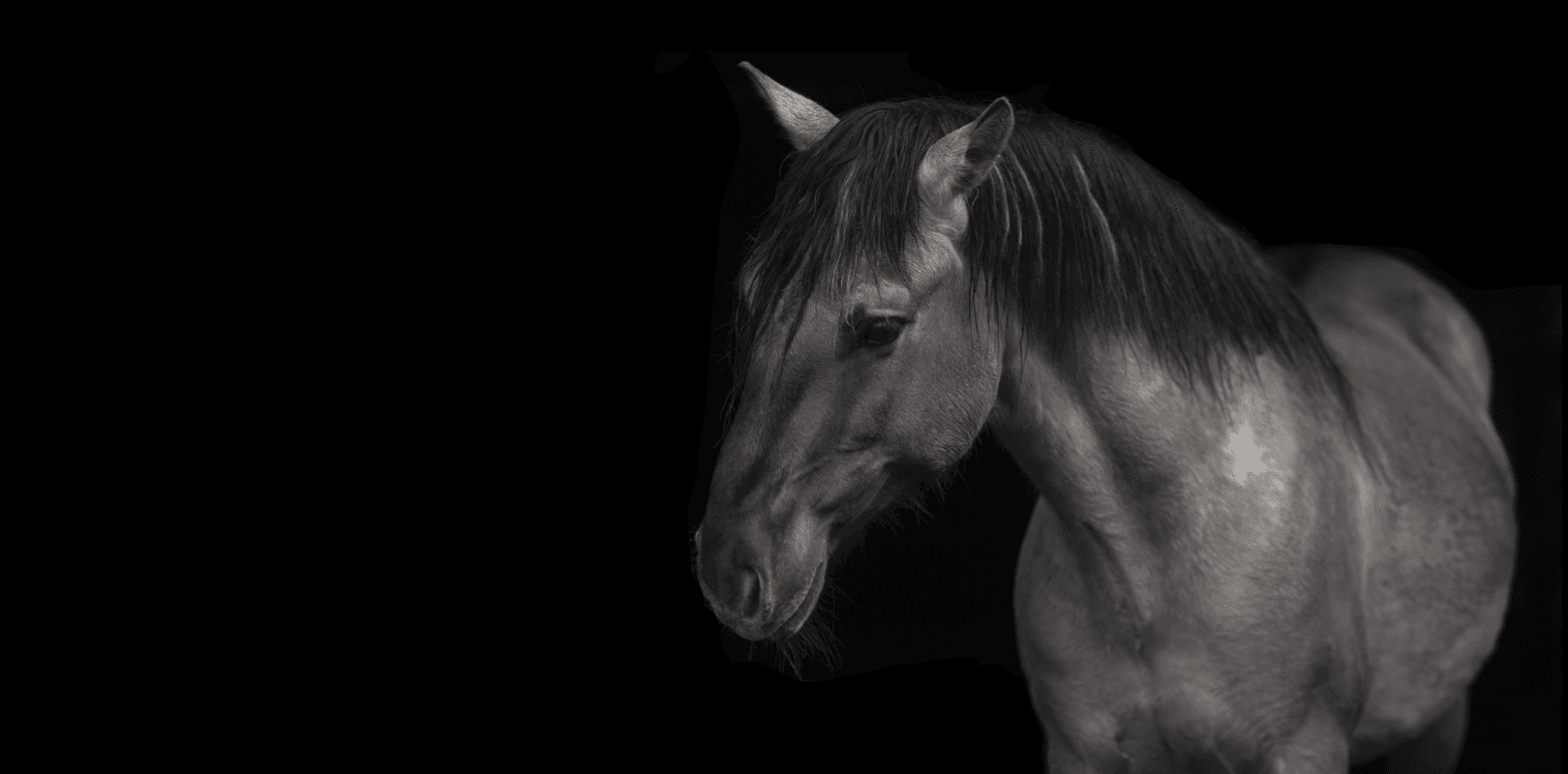 Pferd mit schwarzem Hintergrund - Web, Design & Entwicklung